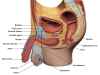 Benign Prostatic Hyperplasia Anatomy